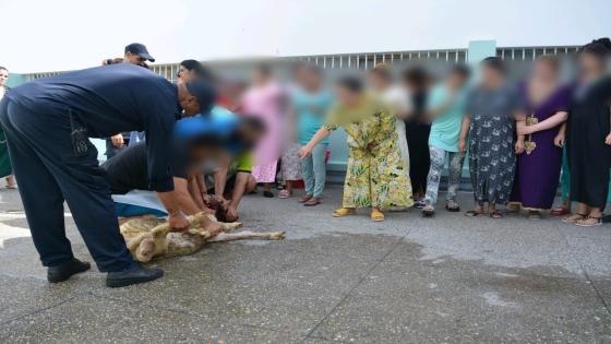 سجن تطوان 2 يشرك نزلاءه ونزيلاته فرحة عيد الأضحى المبارك.